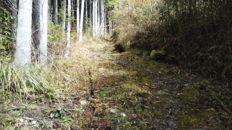 遍路道登り